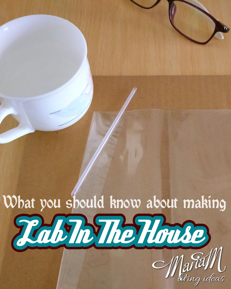 lab in the house